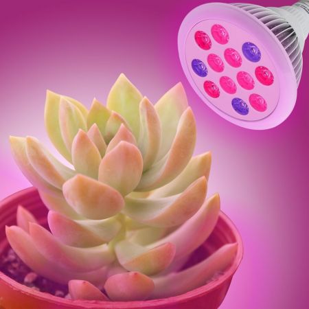 12W PAR38 High Power Red & Blue 5:1 LED Grow Light For Plant Growing. 