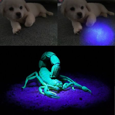 Le Black Light Flashlight, Small UV Lights with 21 LEDs, 395nm